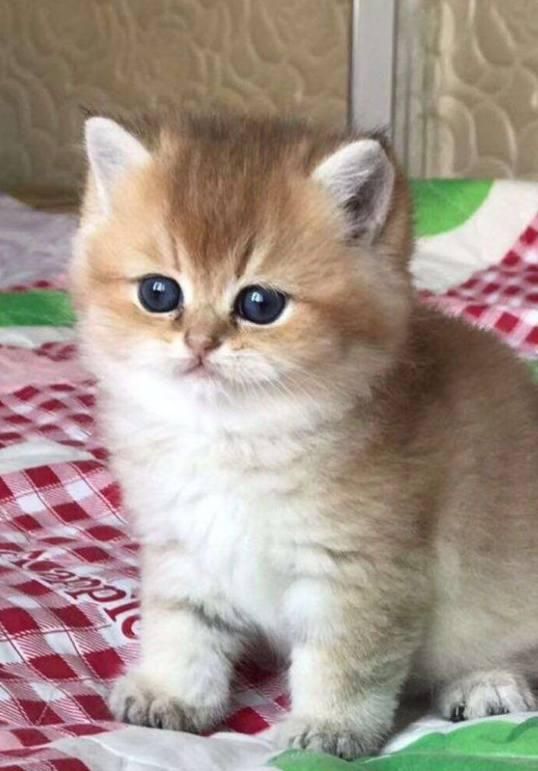 免费领养猫咪配图